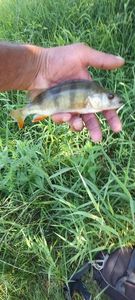 European Perch