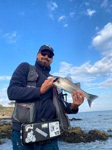 European Bass (Seabass)