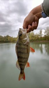 European Perch