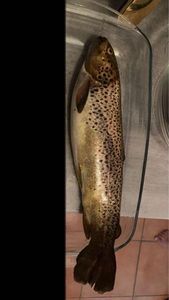 Brown Trout