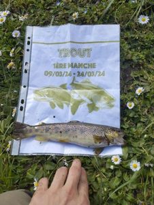 Brown Trout