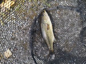 Largemouth Bass