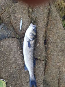 European Bass (Seabass)