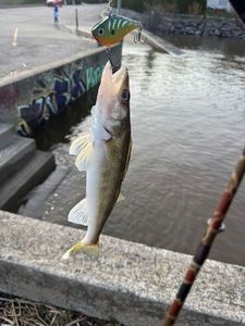 Walleye