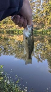 Largemouth Bass