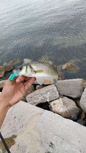 European Bass (Seabass)