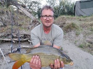 Common Carp