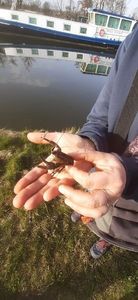 Spinycheek Crayfish