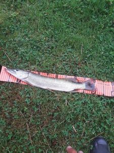 Northern Pike