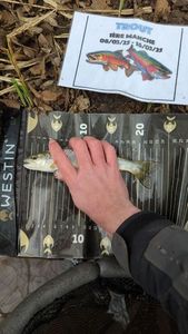 Brown Trout