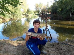 Northern Pike