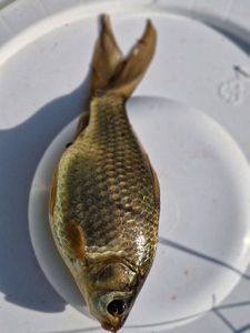 Crucian Carp