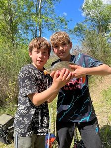 Common Carp
