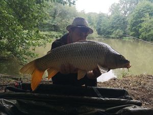 Common Carp
