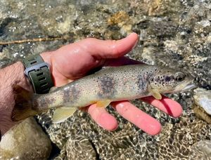 Brown Trout