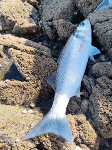 European Bass (Seabass)
