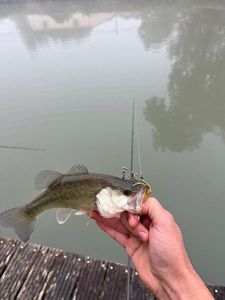 Largemouth Bass