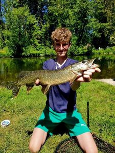 Northern Pike