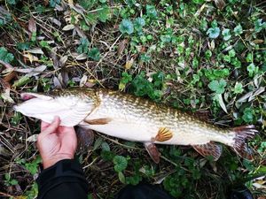 Northern Pike