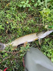 Northern Pike