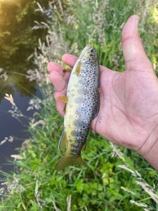Brown Trout