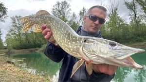 Northern Pike