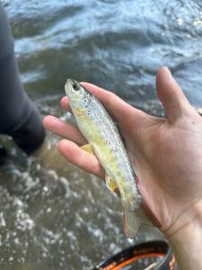 Brown Trout