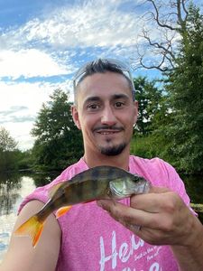 European Perch