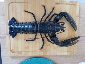 European Lobster
