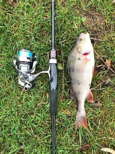 European Perch