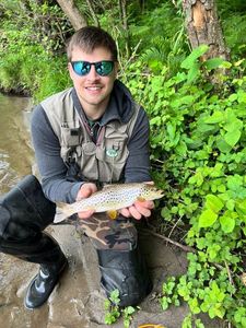 Brown Trout