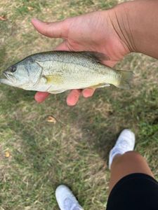 Largemouth Bass