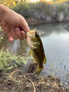 Largemouth Bass