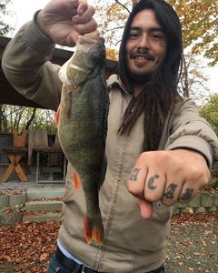 European Perch