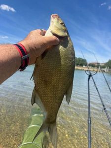 Common Bream