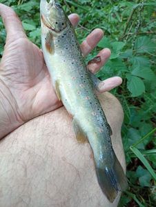 Brown Trout