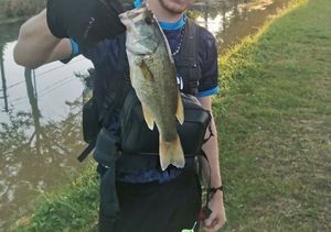 Largemouth Bass