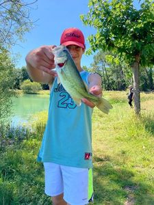 Largemouth Bass