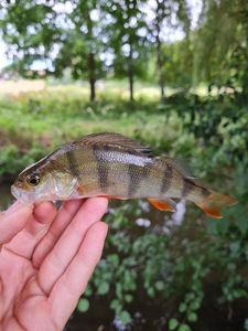 European Perch