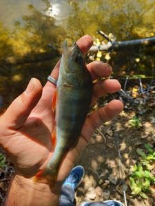 European Perch