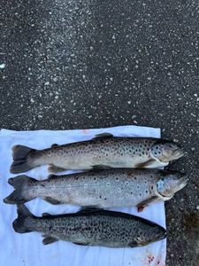Brown Trout