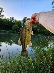 Largemouth Bass