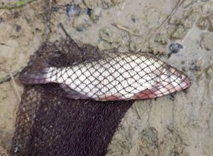 Prussian Carp