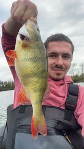 European Perch