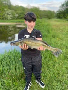 Zander