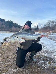 Sturgeon