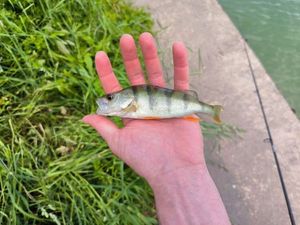 European Perch