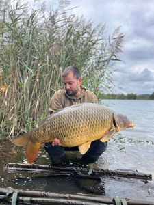 Common Carp