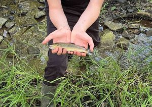 Brown Trout