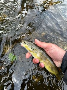 Brown Trout